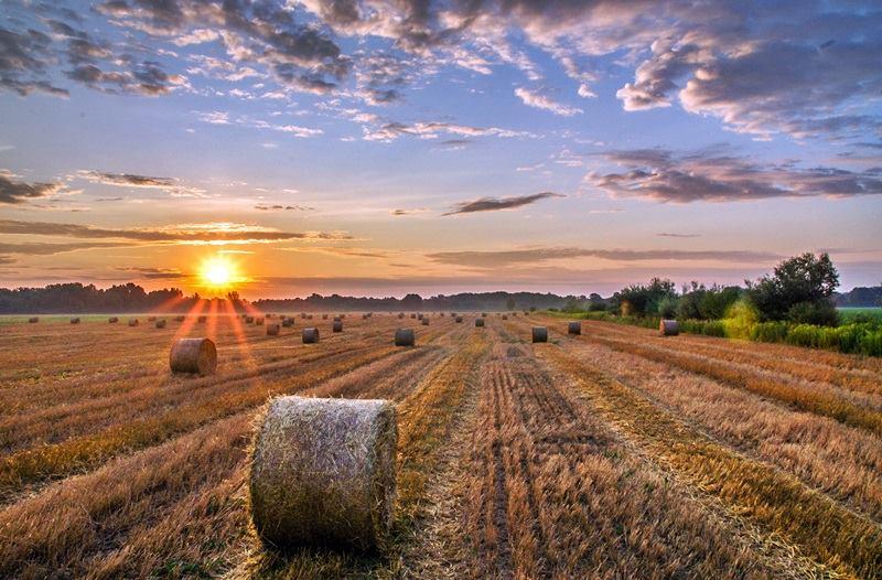 Sunset view on fields in the Slavonia hunting ground, one of Teron's options for hunting in Croatia