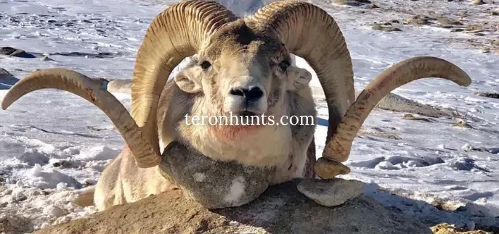 Hunter taking picture with his hunted Marco Polo sheep in Tajikistan, example of successful client of Teron who went Marco Polo sheep hunting in Tajikistan