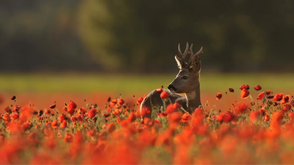Roe deer hunting in Slovenia