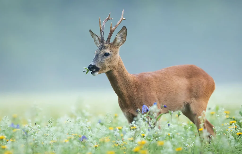 Roe deer eating grass