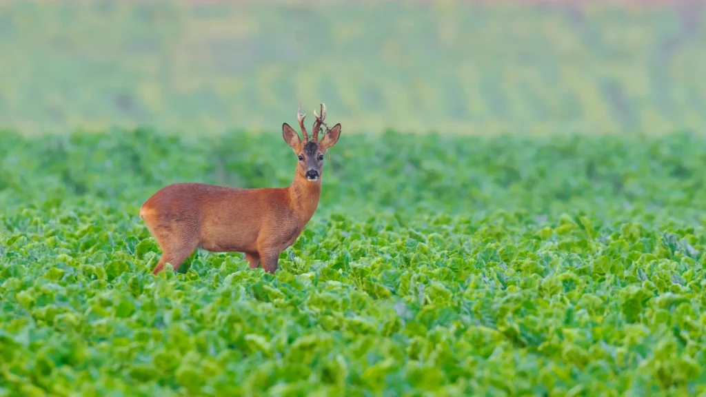 Roe deer buck on Slavonia hunting ground, one of Teron's options for hunting in Croatia