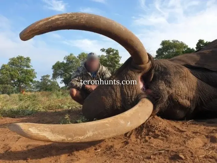 Hunter taking picture with his hunted elephant in Mozambique, example of successful client of Teron who went elephant hunting in Mozambique