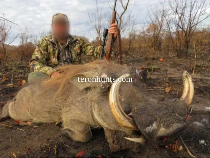Hunter taking picture with his hunted warthog in Mozambique, example of successful client of Teron who went warthog hunting in Mozambique