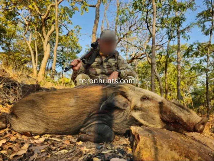 Hunter taking picture with his hunted bushpig in Mozambique, example of successful client of Teron who went bushpig hunting in Mozambique
