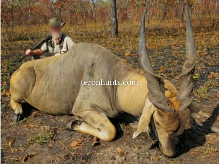 Hunter taking picture with his hunted eland in Mozambique, example of successful client of Teron who went eland hunting in Mozambique