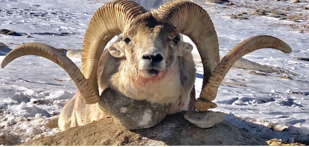 Hunter taking picture with his hunted Marco Polo sheep in Tajikistan, example of successful client of Teron who went Marco Polo sheep hunting in Tajikistan