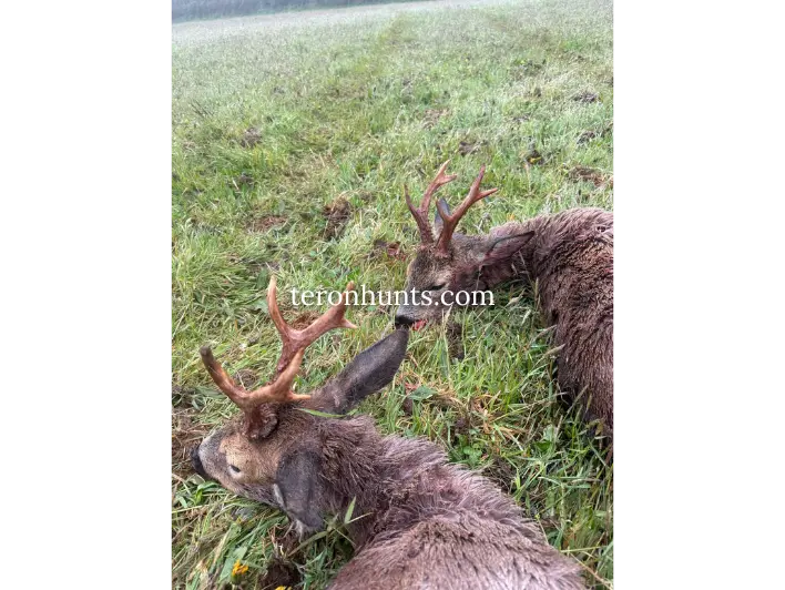 Hunter taking picture with his hunted roe deer in England, example of successful client of Teron who went roe deer hunting in England
