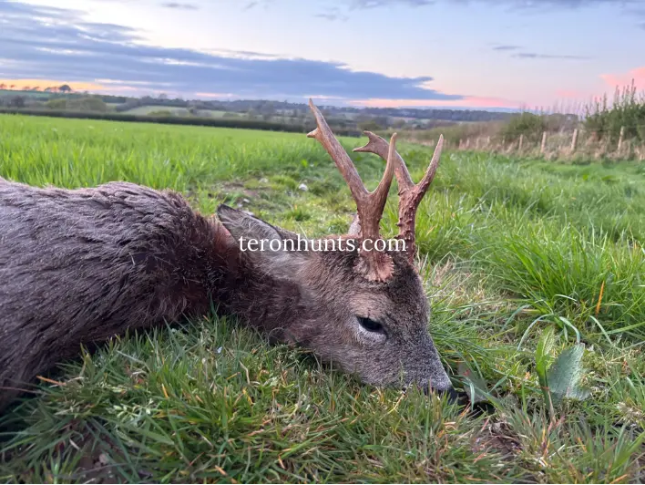 Hunter taking picture with his hunted roe deer in England, example of successful client of Teron who went roe deer hunting in England