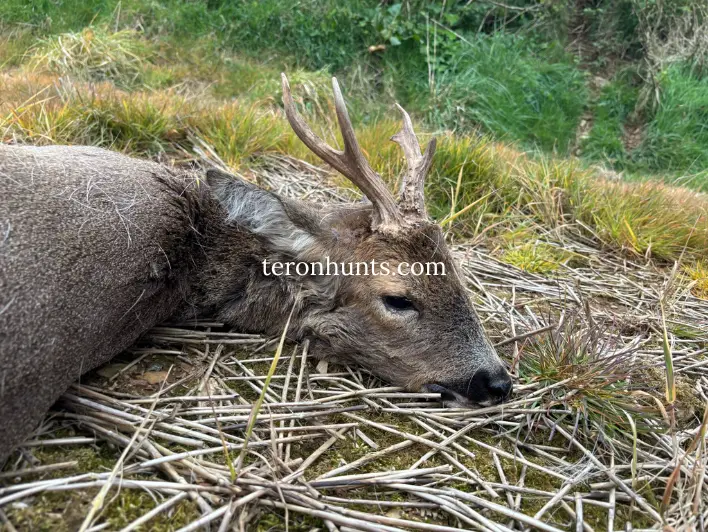 Hunter taking picture with his hunted roe deer in England, example of successful client of Teron who went roe deer hunting in England