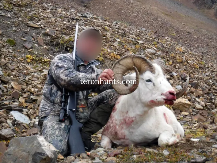 Hunter taking picture with his hunted dall sheep in Alaska USA, example of successful client of Teron who went dall sheep hunting in Alaska USA