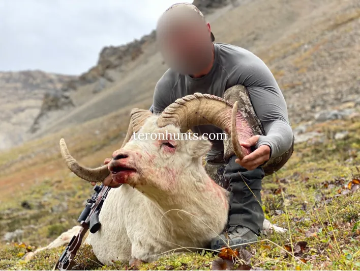 Hunter taking picture with his hunted dall sheep in Alaska USA, example of successful client of Teron who went dall sheep hunting in Alaska USA
