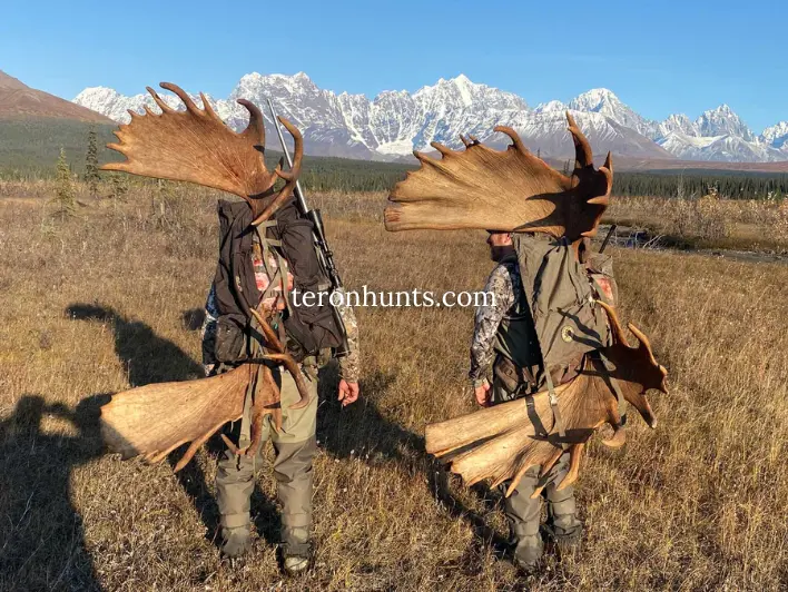 Hunter taking picture with his hunted moose in Alaska USA, example of successful client of Teron who went moose hunting in Alaska USA