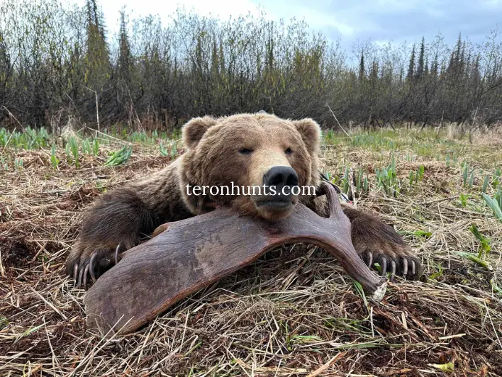 Hunter taking picture with his hunted brown bear/grizzly in Alaska USA, example of successful client of Teron who went brown bear/grizzly hunting in Alaska USA