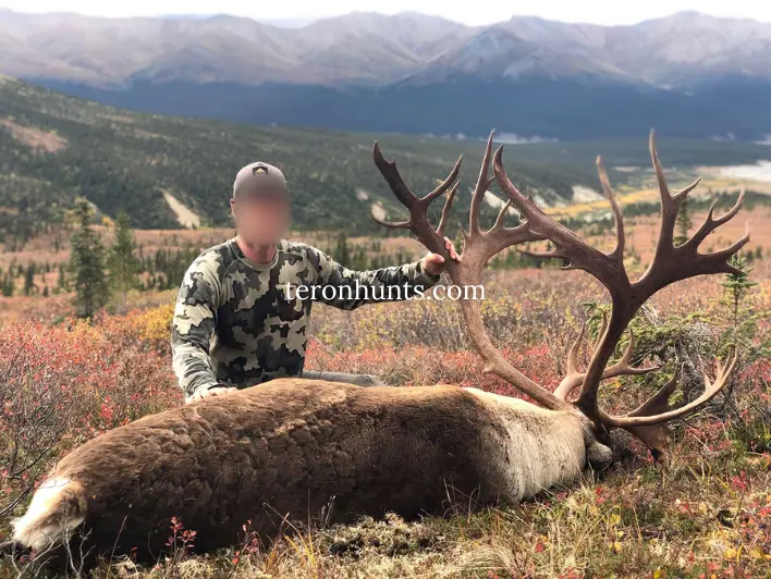 Hunter taking picture with his hunted caribou in Alaska USA, example of successful client of Teron who went caribou hunting in Alaska USA