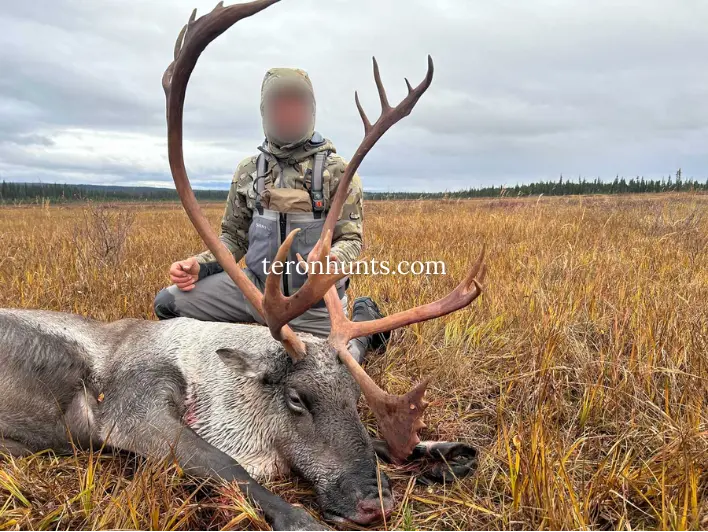 Hunter taking picture with his hunted caribou in Alaska USA, example of successful client of Teron who went caribou hunting in Alaska USA