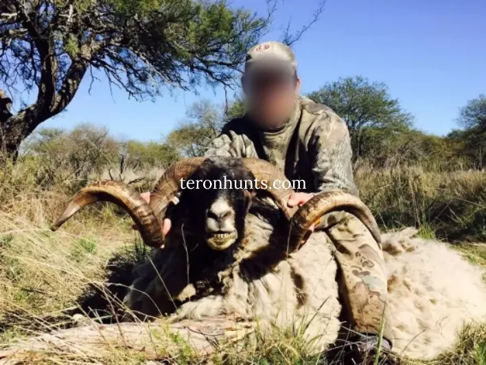 Hunter taking picture with his hunted texas dall ram in Argentina, example of successful client of Teron who went texas dall ram hunting in Argentina