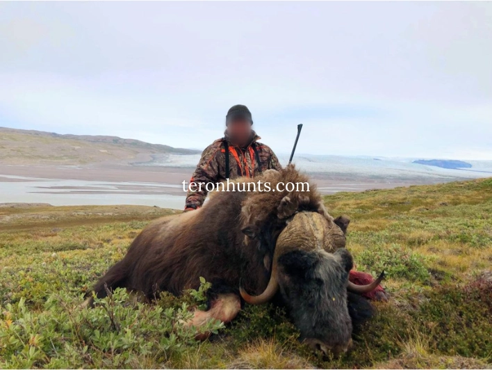 Hunter taking picture with his hunted muskox in Greenland, example of successful client of Teron who went muskox hunting in Greenland
