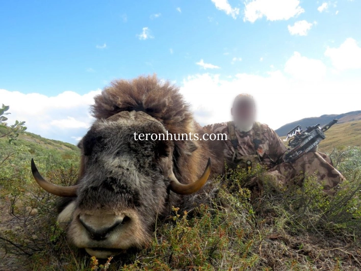 Hunter taking picture with his hunted muskox in Greenland, example of successful client of Teron who went muskox hunting in Greenland