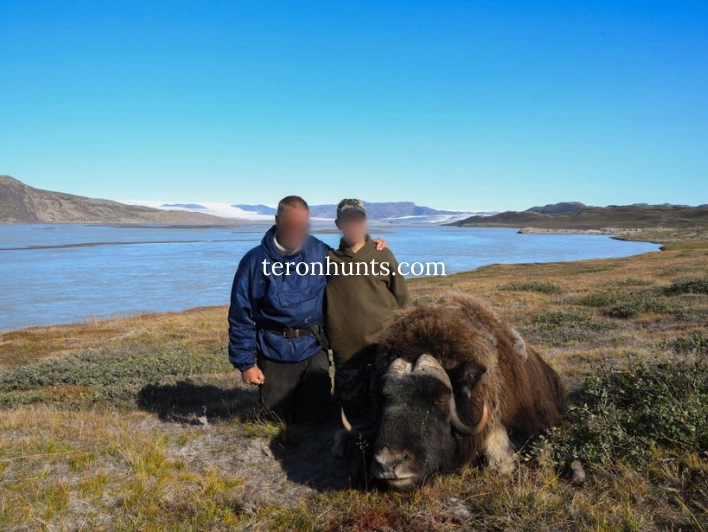 Hunter taking picture with his hunted muskox in Greenland, example of successful client of Teron who went muskox hunting in Greenland