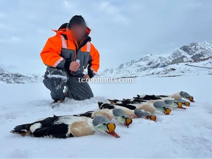 Hunter taking picture with his hunted king eider in Greenland, example of successful client of Teron who went king eider hunting in Greenland
