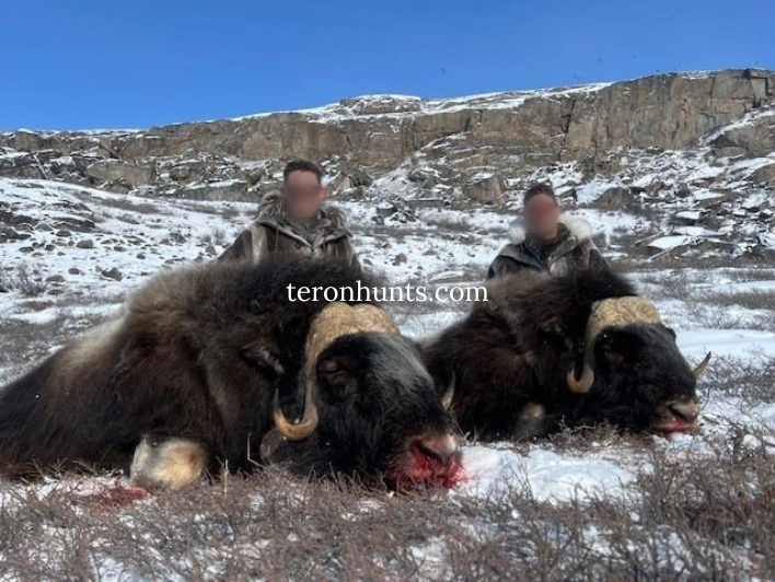 Hunter taking picture with his hunted muskox in Greenland, example of successful client of Teron who went muskox hunting in Greenland