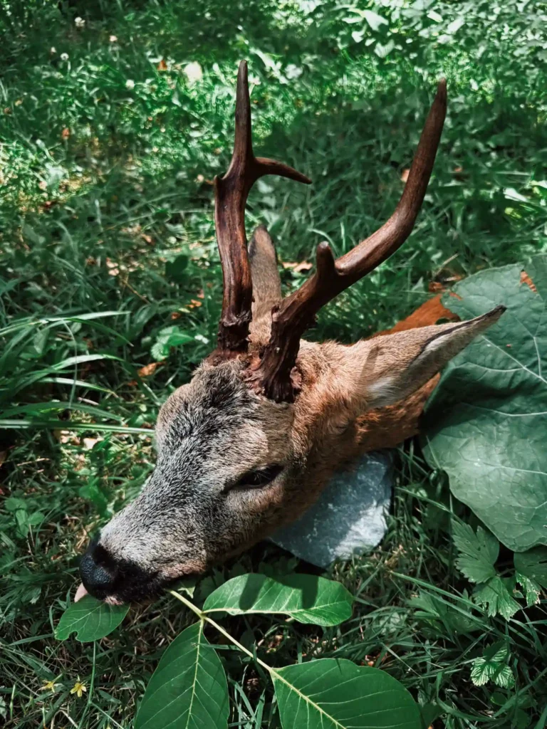 Old roe buck harvested by Toni Balić, founder of Teron Hunting Tours in Slovenia
