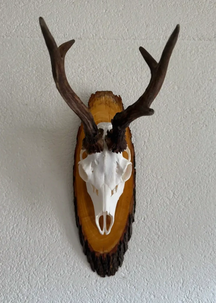 European (Euro) mount for an old roe buck harvested by Toni Balić, founder of Teron Hunting Tours in Slovenia