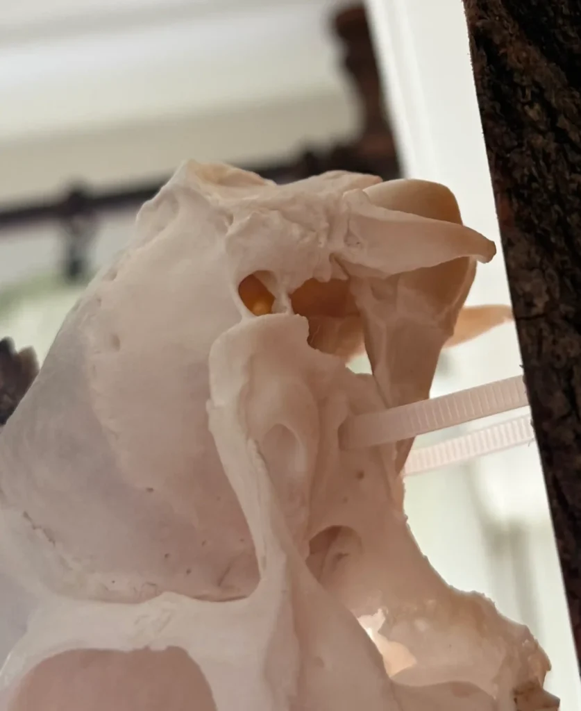 European (euro) mount roe deer