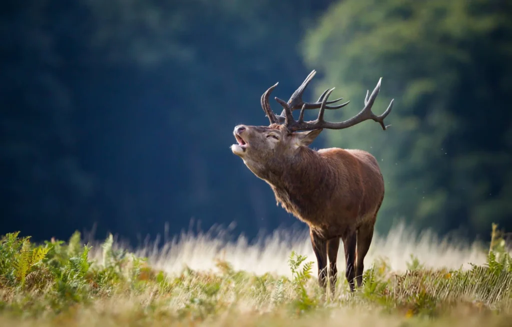 Red deer