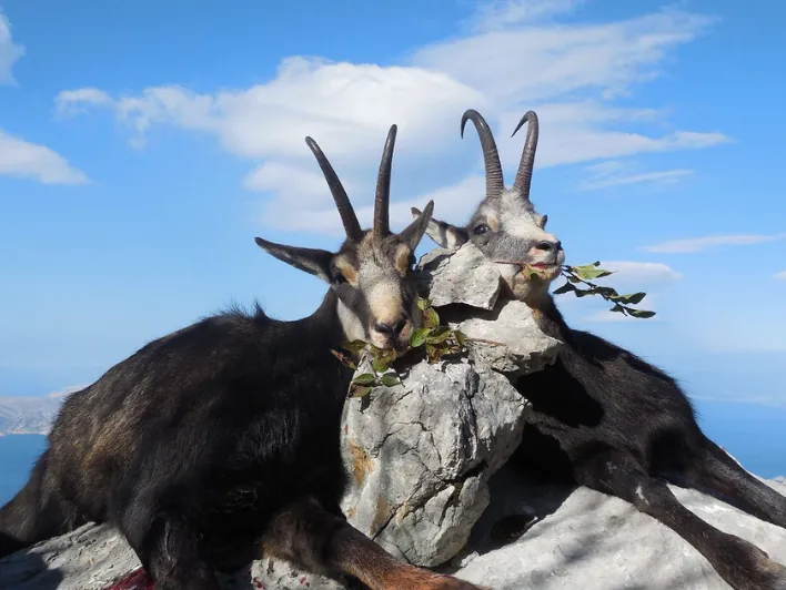 Hunter taking picture with his hunted chamois in Croatia, example of successful client of Teron who went chamois hunting in Croatia