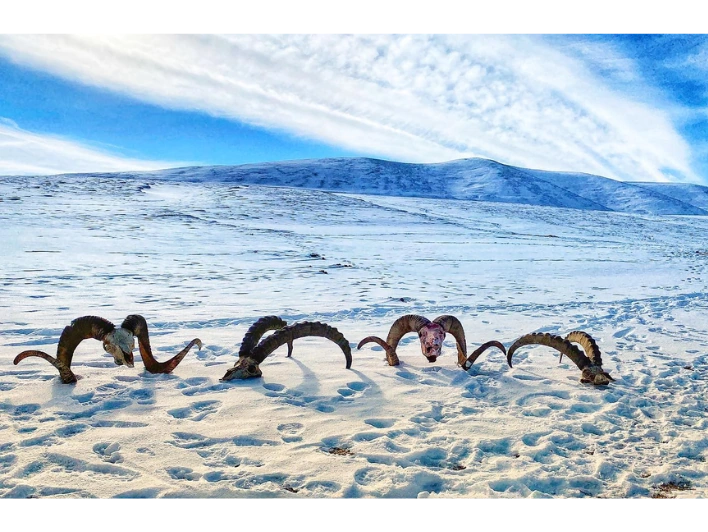Hunter taking picture with his hunted ibex and Marco Polo sheep in Kyrgyzstan, example of successful client of Teron who went ibex and Marco Polo sheep hunting in Kyrgyzstan